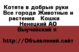 Котята в добрые руки - Все города Животные и растения » Кошки   . Ненецкий АО,Выучейский п.